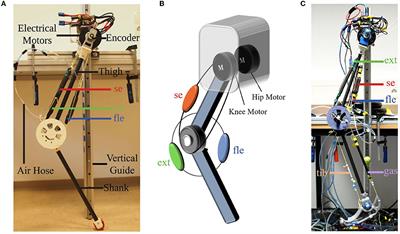 Exploring the effects of serial and parallel elasticity on a hopping robot